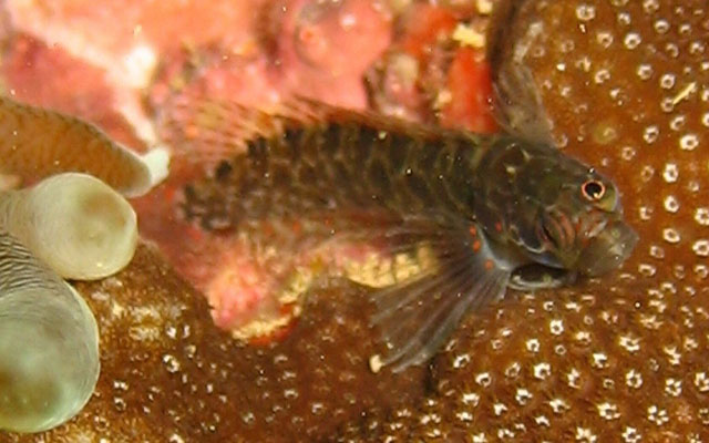 巴西斯氏脂鳚(Starksia brasiliensis)