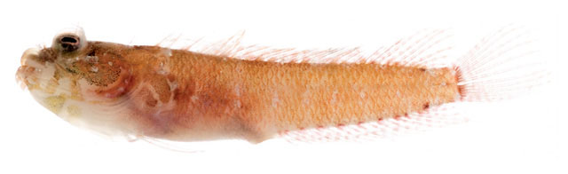 腹鳞斯氏脂鳚(Starksia lepicoelia)