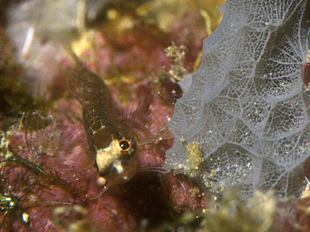 云斑斯氏脂鳚(Starksia ocellata)