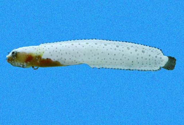 眶嵴平背鳚(Stathmonotus lugubris)