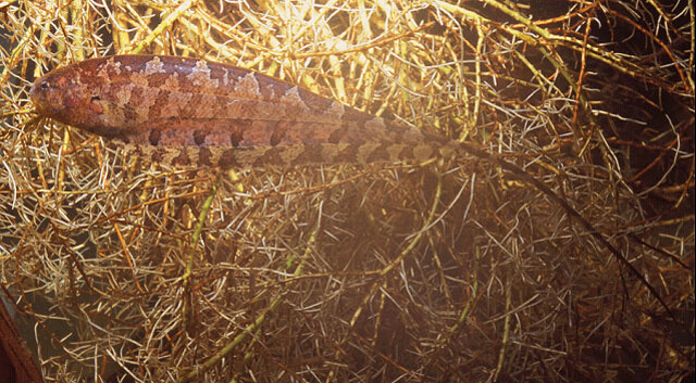 花斑脂颊电鳗(Steatogenys duidae)