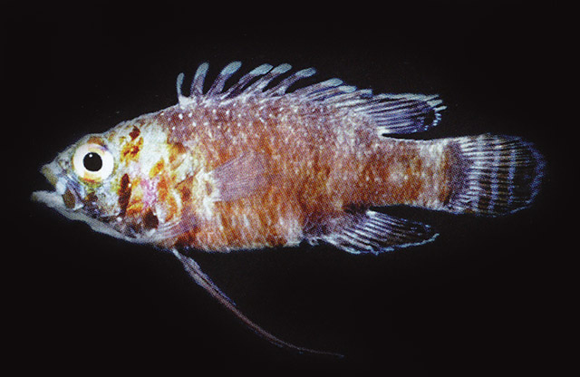 司蒂鮗(Steeneichthys plesiopsus)