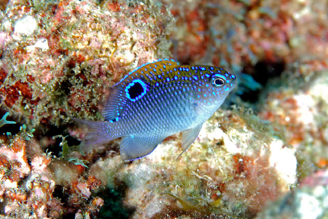 火焰眶锯雀鲷(Stegastes adustus)