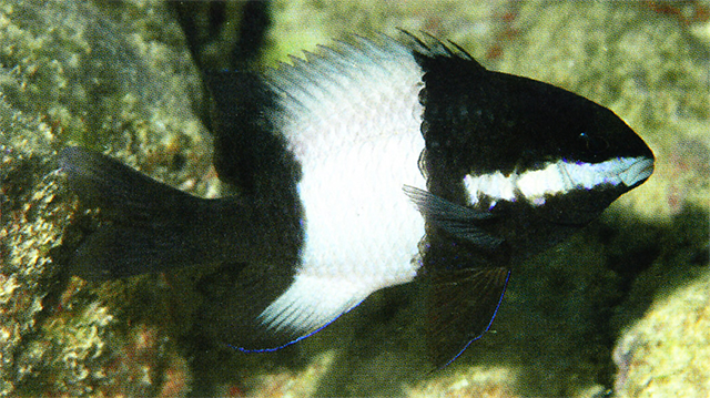 白带眶锯雀鲷(Stegastes albifasciatus)