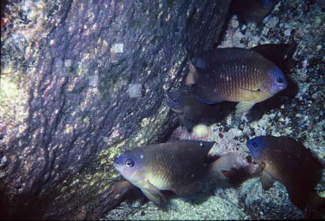 棕眶锯雀鲷(Stegastes fuscus)