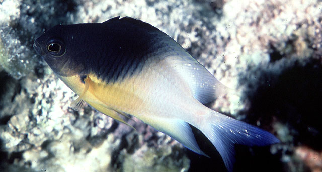 深裂眶锯雀鲷(Stegastes partitus)