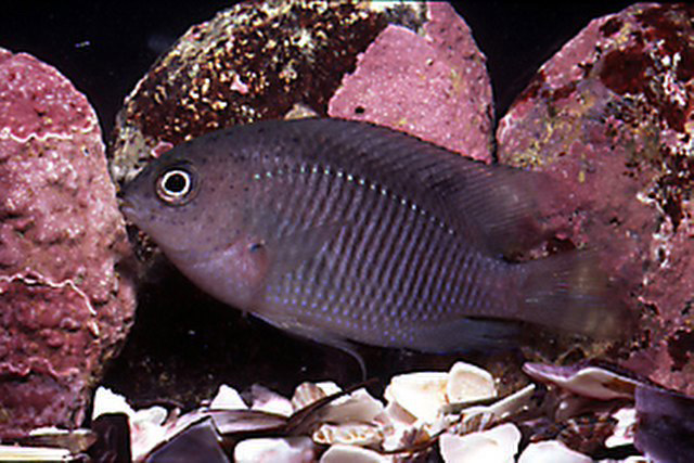 尤氏眶锯雀鲷(Stegastes uenfi)