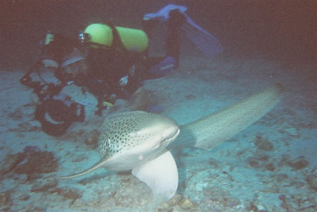 豹纹鲨(Stegostoma fasciatum)