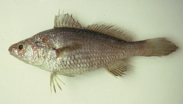 巴西叉鳔石首鱼(Stellifer brasiliensis)