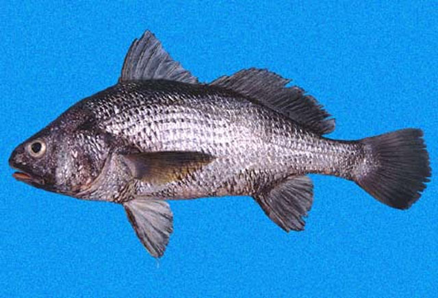 金叉鳔石首鱼(Stellifer chrysoleuca)