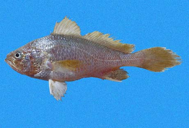 雀斑叉鳔石首鱼(Stellifer ephelis)