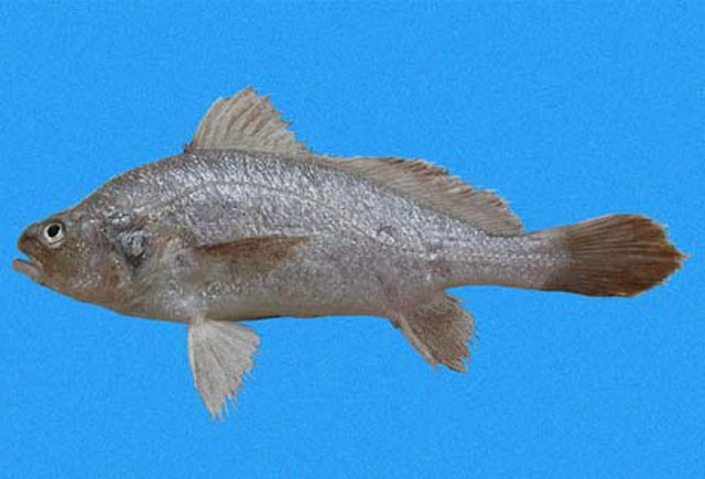 棘头叉鳔石首鱼(Stellifer ericymba)