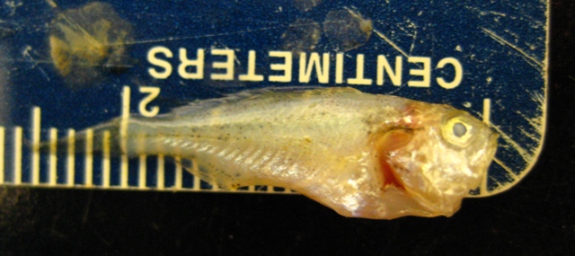 星斑叉鳔石首鱼(Stellifer lanceolatus)