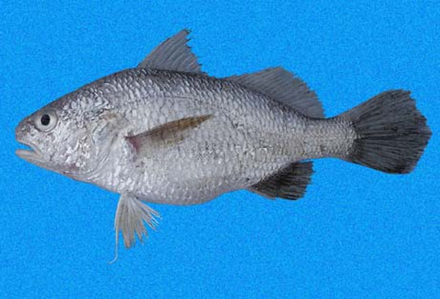 哥斯达黎加叉鳔石首鱼(Stellifer mancorensis)