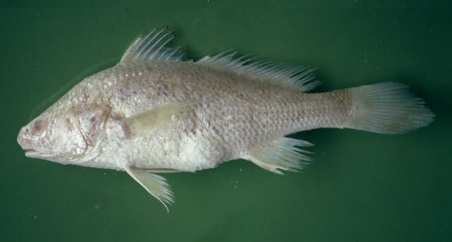 小眼叉鳔石首鱼(Stellifer microps)