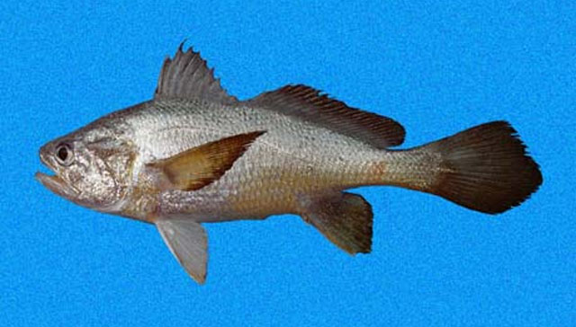 尼加拉瓜叉鳔石首鱼(Stellifer oscitans)