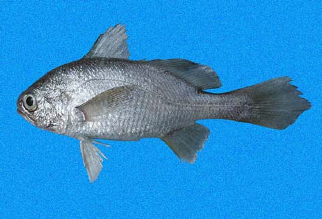 圆头叉鳔石首鱼(Stellifer zestocarus)