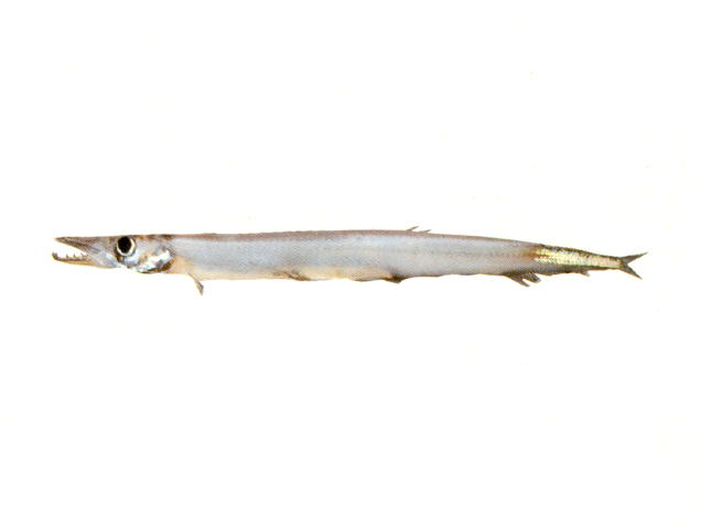 尾斑纤柱鱼(Stemonosudis elegans)