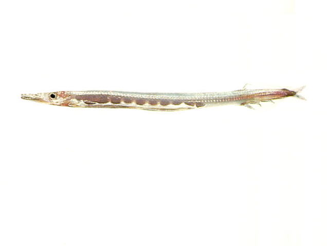 侧斑纤柱鱼(Stemonosudis rothschildi)