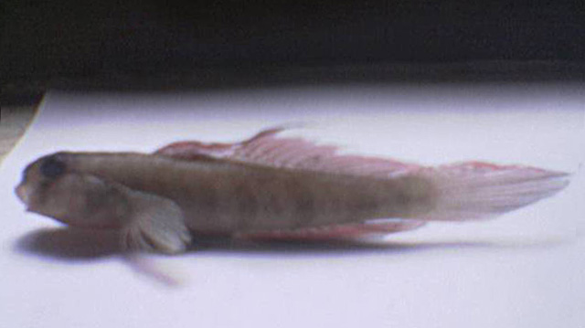 裸盖狭虾虎(Stenogobius gymnopomus)