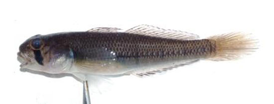 多带狭虾虎(Stenogobius polyzona)