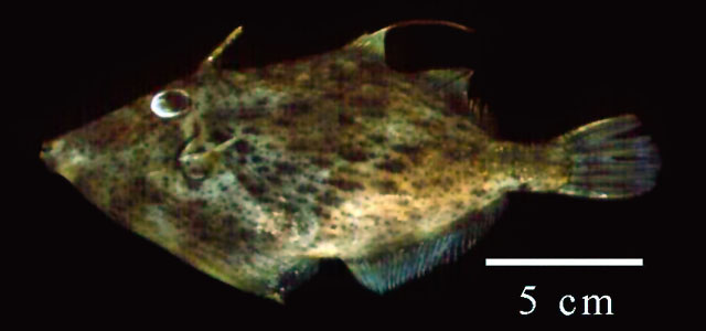 刺毛细鳞鲀(Stephanolepis setifer)