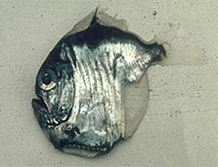褶胸鱼(Sternoptyx diaphana)