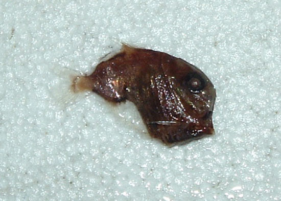 暗色褶胸鱼(Sternoptyx obscura)