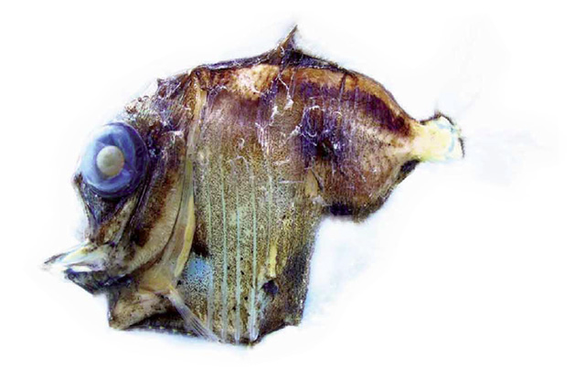 拟暗色褶胸鱼(Sternoptyx pseudobscura)