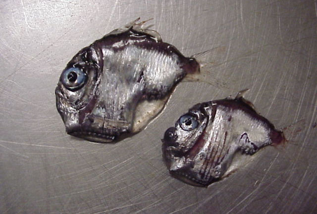 拟眶灯褶胸鱼(Sternoptyx pseudodiaphana)