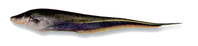 大尾线鳍电鳗(Sternopygus macrurus)