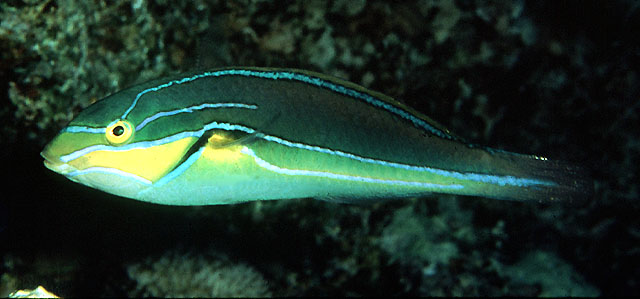 蓝线紫胸鱼(Stethojulis albovittata)