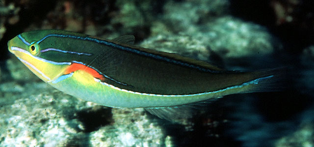 黑星紫胸鱼(Stethojulis bandanensis)