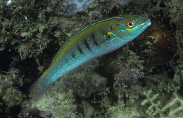 黄带紫胸鱼(Stethojulis notialis)