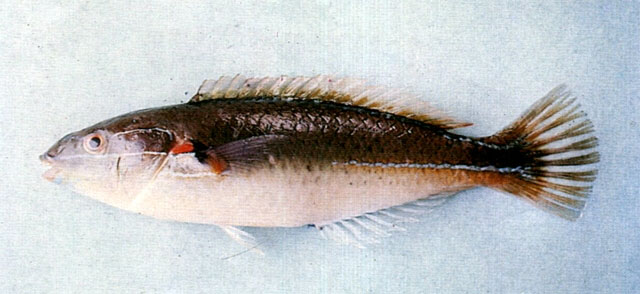 断纹紫胸鱼(Stethojulis terina)
