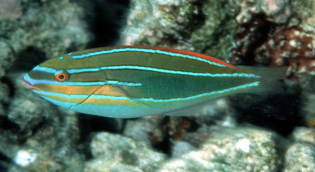 三线紫胸鱼(Stethojulis trilineata)