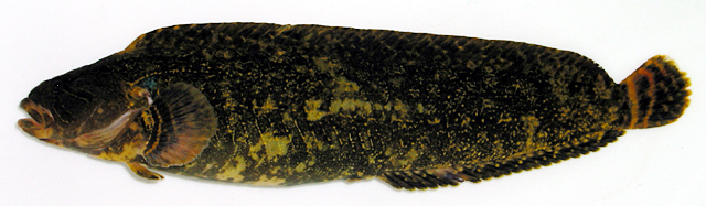 网纹断线鳚(Stichaeopsis nana)