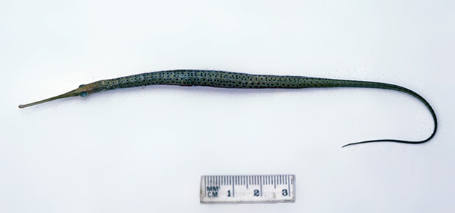 斑点尖尾海龙(Stigmatopora argus)