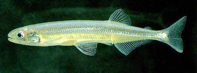 新西兰青瓜鱼(Stokellia anisodon)