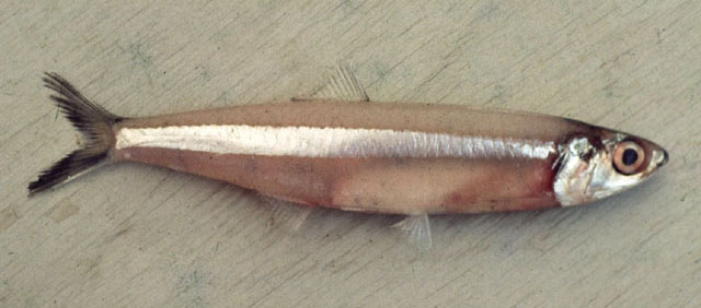 印度侧带小公鱼(Stolephorus indicus)