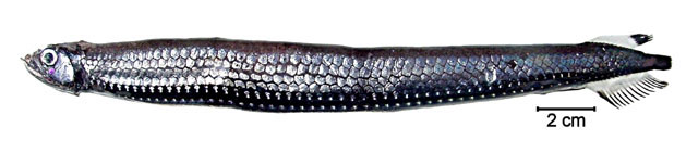 巨口鱼(Stomias affinis)