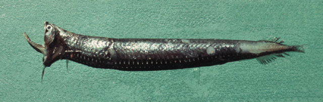 星云巨口鱼(Stomias nebulosus)