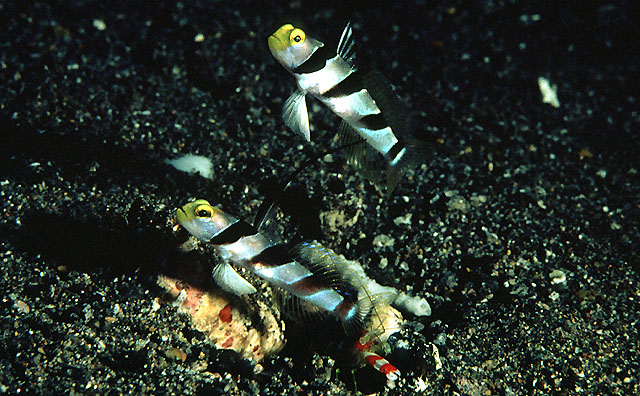 丝鳍连膜虾虎(Stonogobiops nematodes)