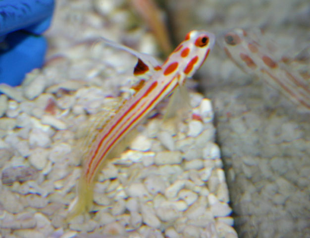 红带连膜虾虎(Stonogobiops yasha)