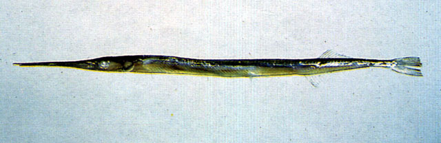 尖嘴柱颌针鱼(Strongylura anastomella)