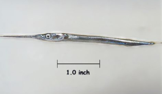 红鳍柱颌针鱼(Strongylura notata notata)