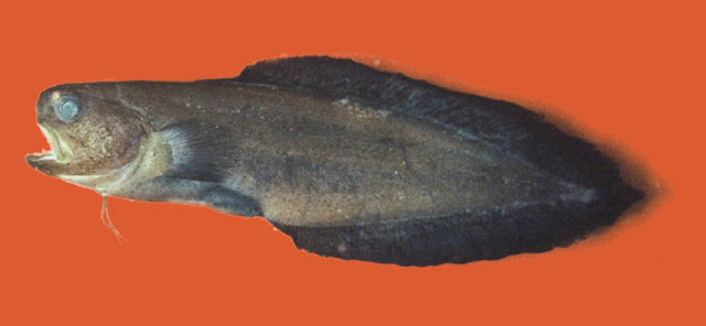 弯嘴柱蛇鳚(Stygnobrotula latebricola)