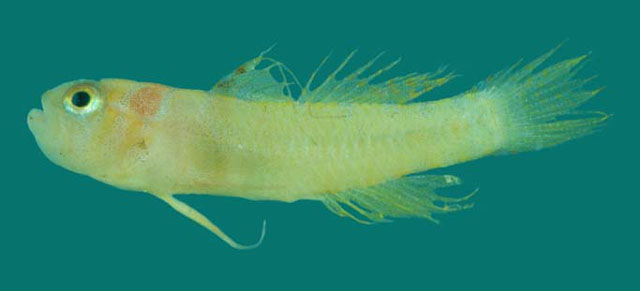 查戈斯岛猪虾虎(Sueviota aprica)