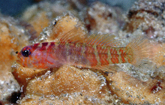 围鼻猪虾虎(Sueviota atrinasa)