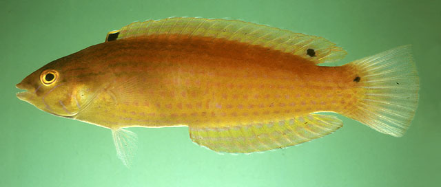 青带苏彝士隆头鱼(Suezichthys arquatus)
